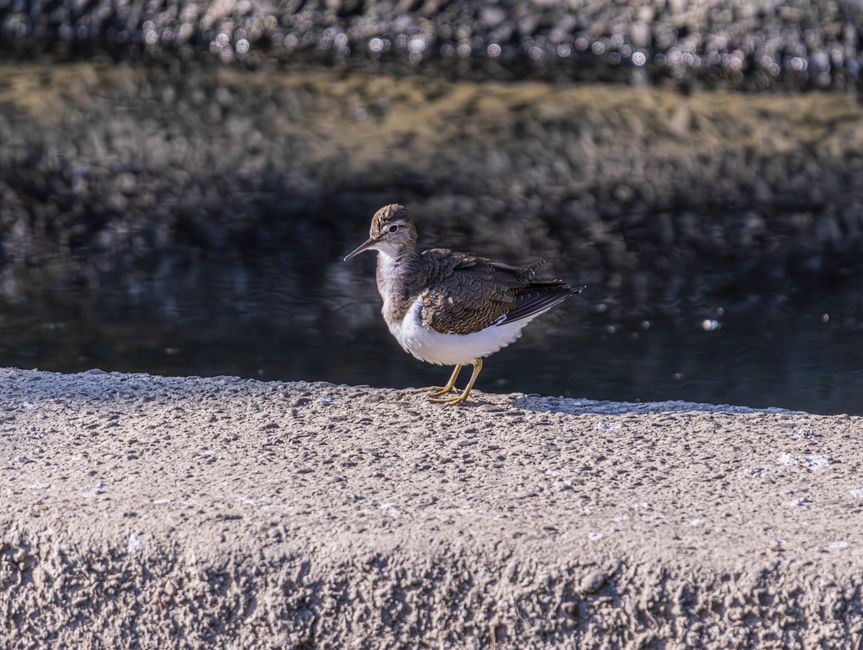 A solitary bird with brown and white plumage stands on a rough, textured concrete surface near a body of water. The bird has a long, slender beak and yellowish legs, with its feathers appearing fresh