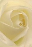 Drawn into the velvety depths of this cream-white rose, it's as though you're cocooned within its whisper-soft petals-each unfurling gracefully in a spiral, inviting the imagination to rest in a world of softness and light. The gentle contrast of ivory and pale gold is heightened by subtle shadows, unfolded with the same care that locals enjoy during peaceful breaks in Streatham's parks. There's a tranquil aura here, emboldened by the artistry of a florist who understands both the craft and the emotional gravity of every gesture. Whether given in reverence, gratitude, or as a new beginning, the rose evokes peaceful mornings or quiet moments along Leigham Avenue. Its delicate, hushed fragrance hovers just at the edge of experience, holding the promise of comfort and grace. Perfectly arranged for heartfelt deliveries, this bloom stands as the purest symbol of thoughtful intention-making every message across Streatham just a little more poignant, a little more memorable.
